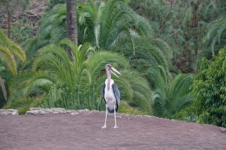 GC-Plalmitos Park 2019-119.JPG